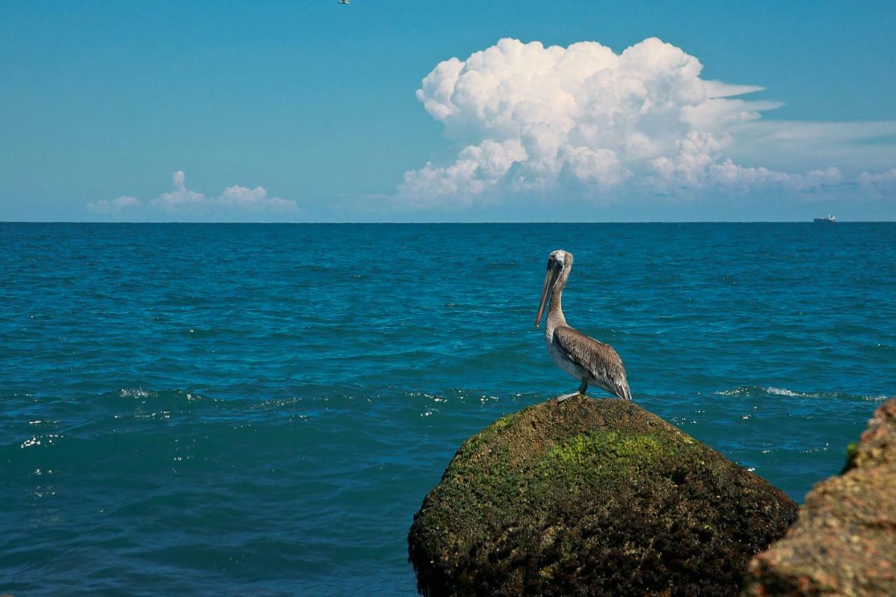 Island Serenity South Padre Island Exteriör bild